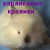 Сайт питомников, занимающихся разведением карликовых кроликов: «Чудо-Чудное из Доброй сказки» и «Звездная Идиллия» г. Санкт-Петербург